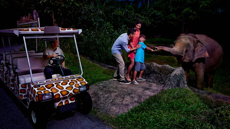Night Safari